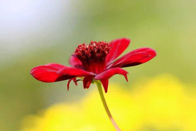 Close-up of red flower against blurred background