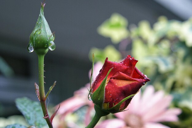 Close-up of red flower against blurred background