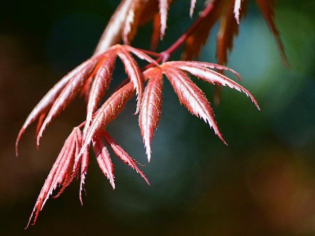 Close-up of red flower against blurred background