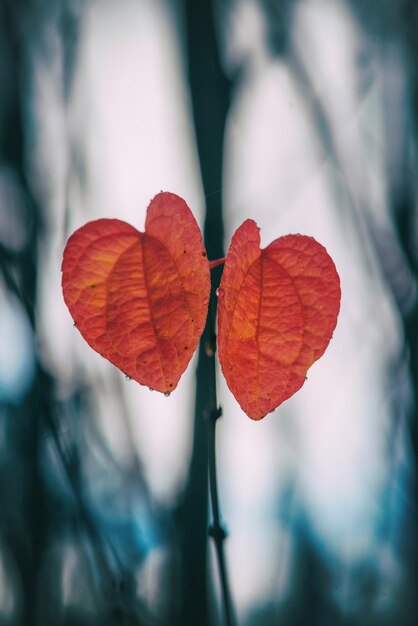 Foto close-up di un fiore rosso sullo sfondo sfocato