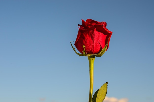 Close-up of red flower against clear blue sky