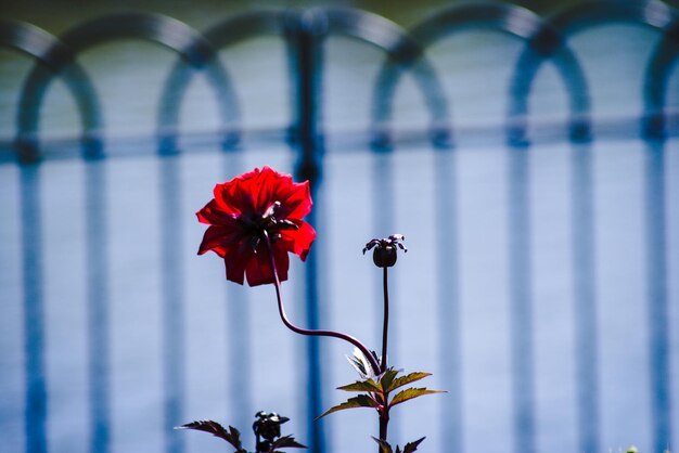 Foto close-up di un fiore rosso contro una recinzione