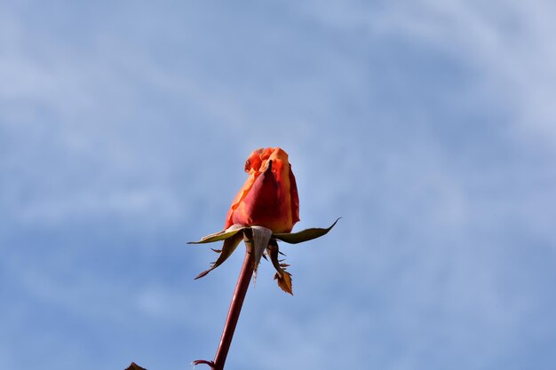 Photo close-up of red flower against sky