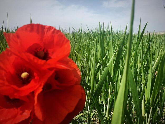 Close-up of red flower against sky