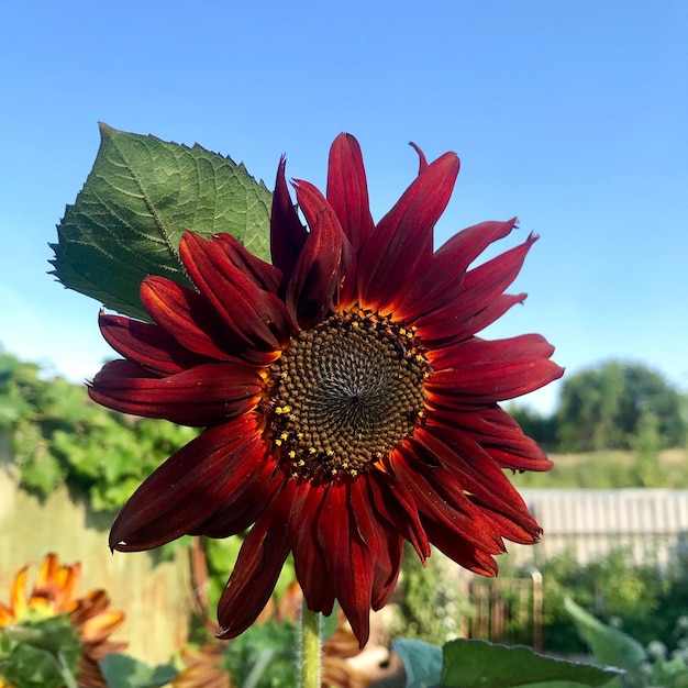 Foto close-up di un fiore rosso contro il cielo