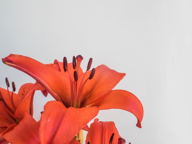 Close-up of red flower against white background