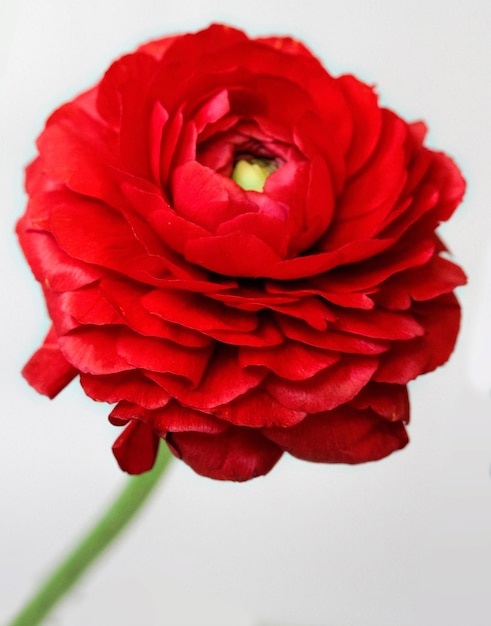 Foto close-up di un fiore rosso sullo sfondo bianco