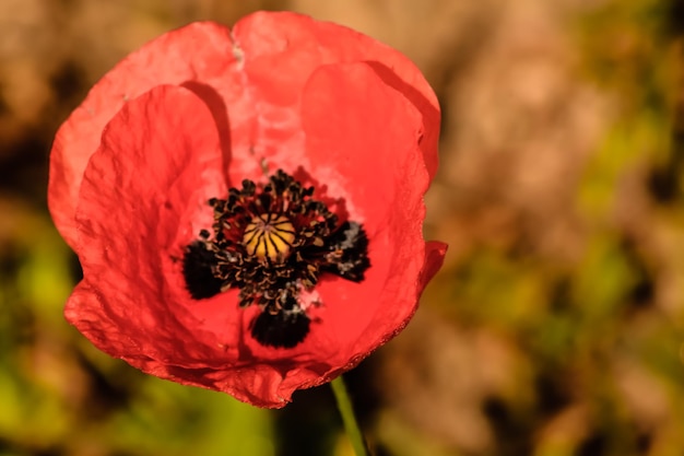 Foto close-up di un fiore rosso che fiorisce all'aperto