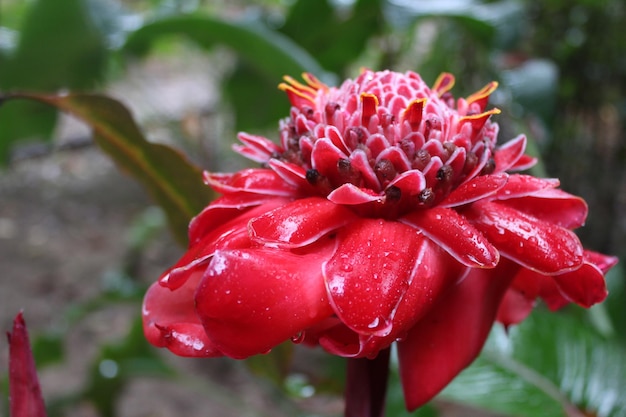 Photo close-up of red flower blooming outdoors