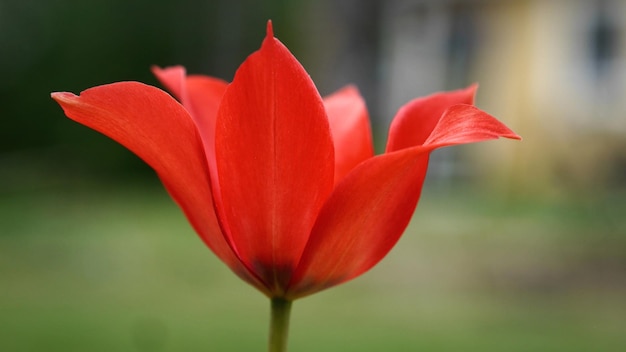 Close-up of red flower blooming outdoors