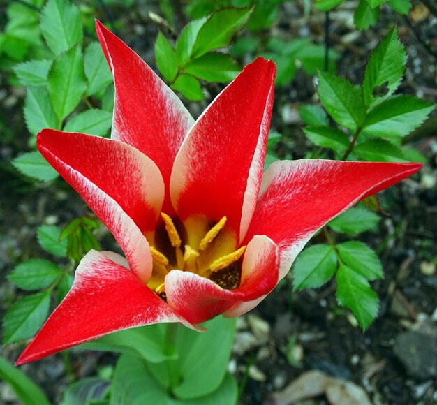 Foto close-up di un fiore rosso in fiore all'aperto