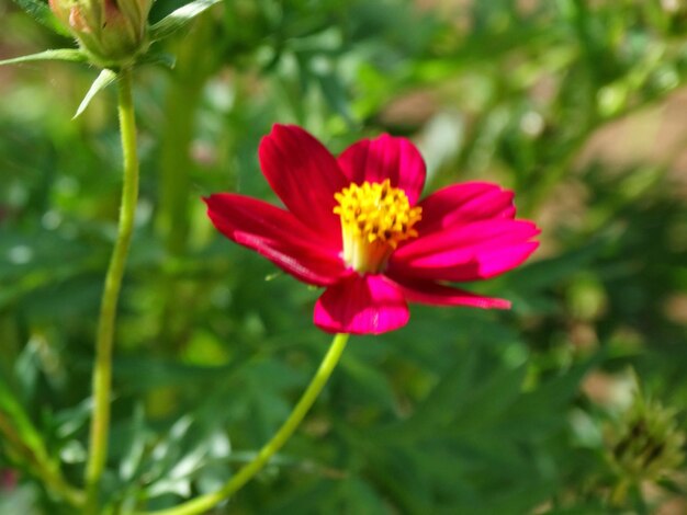 Close-up of red flower blooming outdoors