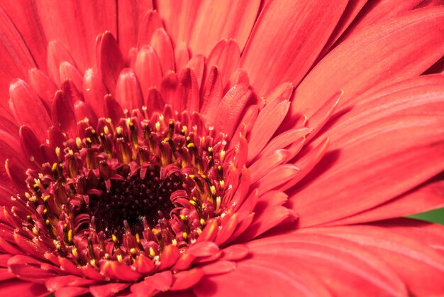 Close-up of red flower blooming outdoors