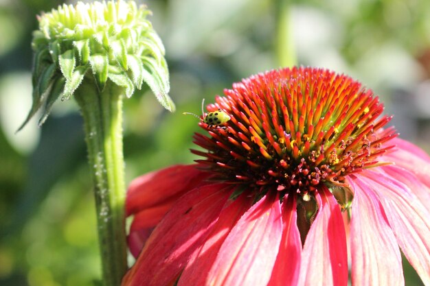 Close-up of red flower blooming outdoors