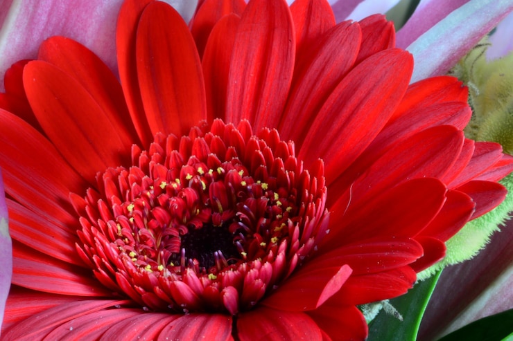 Photo close-up of red flower blooming outdoors