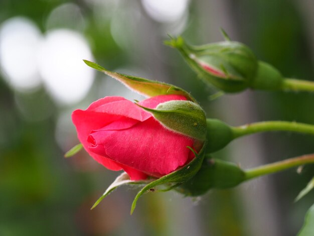 Close-up of red flower blooming outdoors