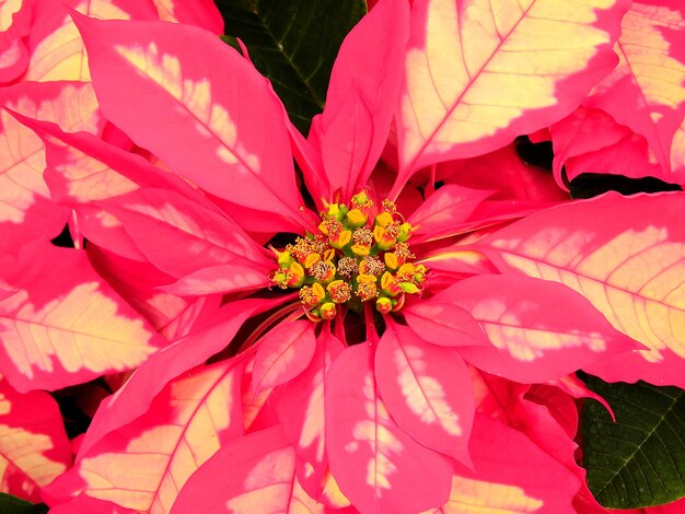 Close-up of red flower blooming outdoors