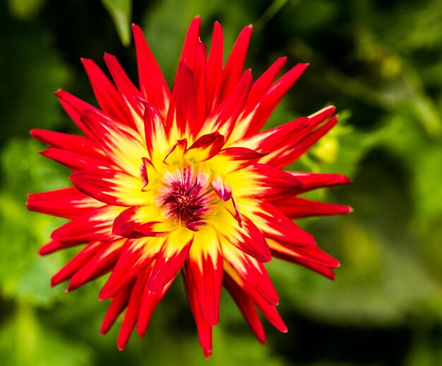 Close-up of red flower blooming outdoors