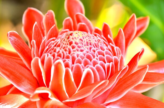 Close-up of red flower blooming outdoors