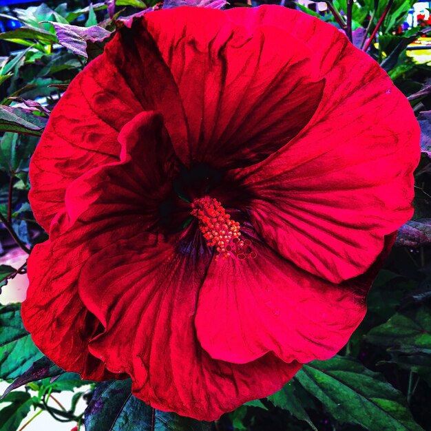 Close-up of red flower blooming outdoors