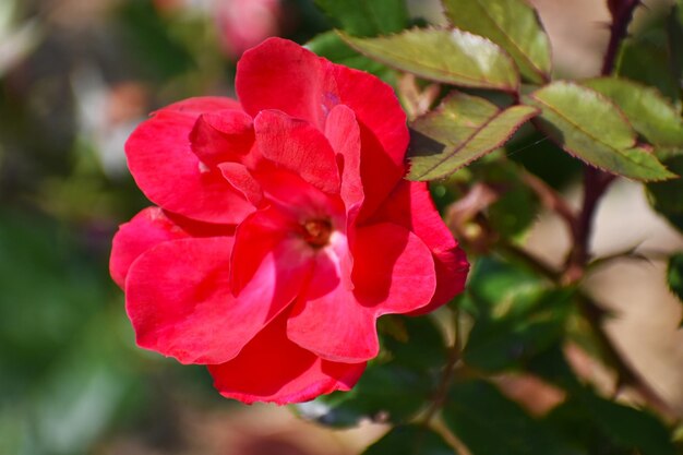 Close-up of red flower blooming outdoors