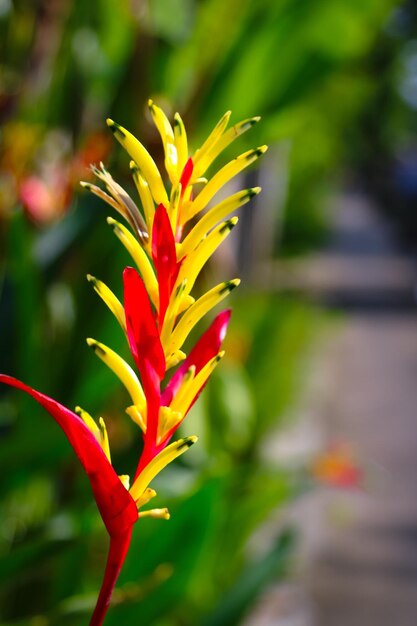 Close-up of red flower blooming outdoors