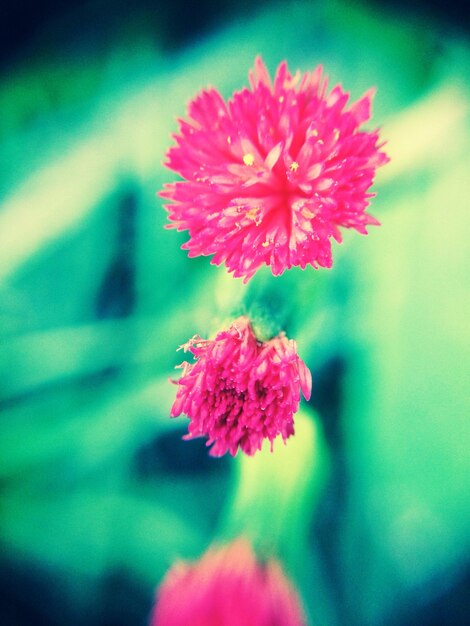 Close-up of red flower blooming outdoors