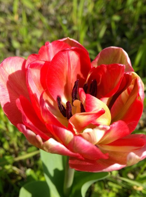 Close-up of red flower blooming outdoors