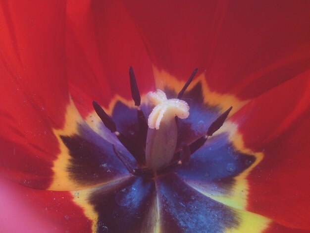 Close-up of red flower blooming outdoors