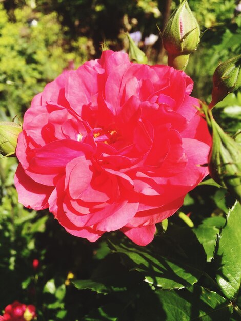 Close-up of red flower blooming outdoors