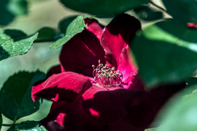 Close-up of red flower blooming in park