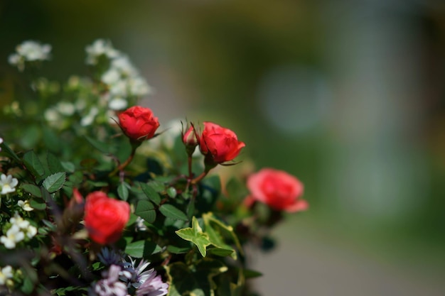 Foto close-up di un fiore rosso in fiore nel parco