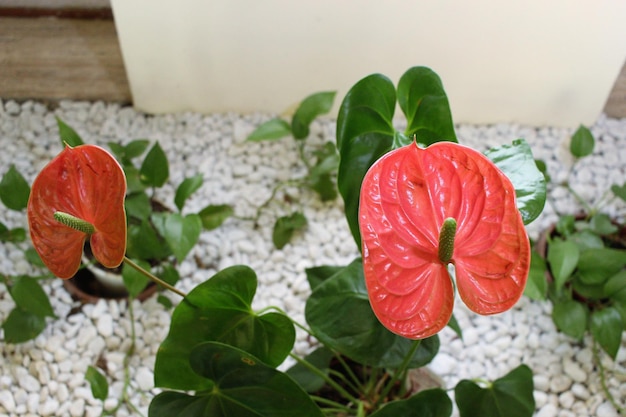 Photo close-up of red flower blooming in plant