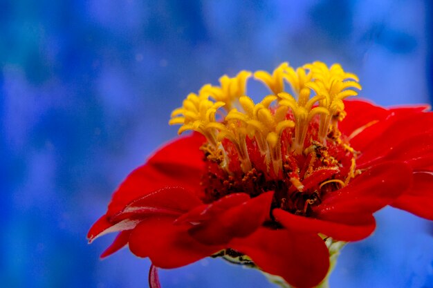 Close up of red flower. on blue.