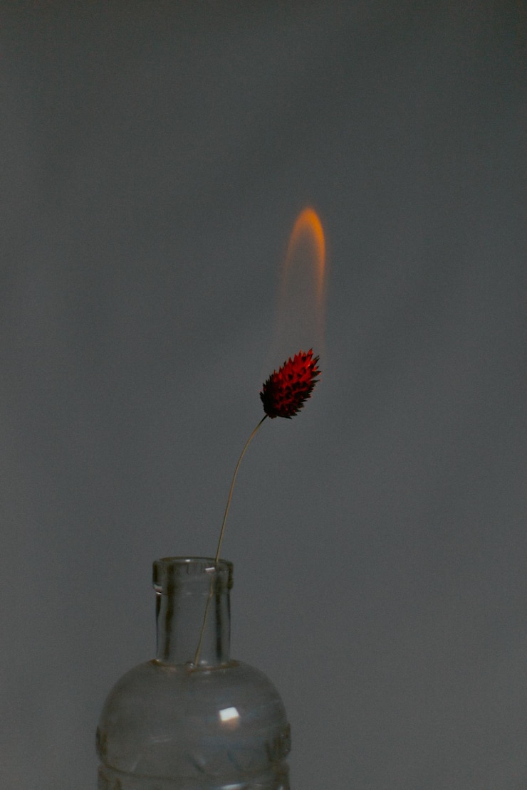 Photo close-up of red flower in bottle against white background
