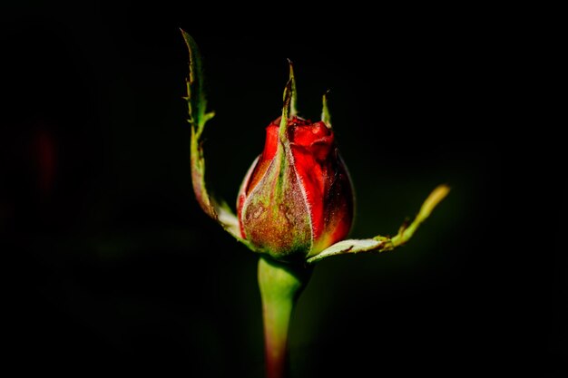Photo close-up of red flower bud against black background