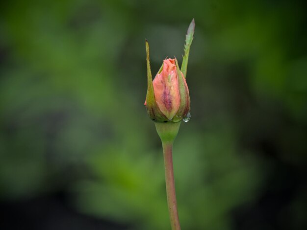 Close-up of red flower bud