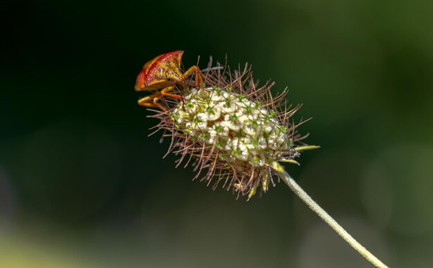 Foto prossimo piano del germoglio del fiore rosso