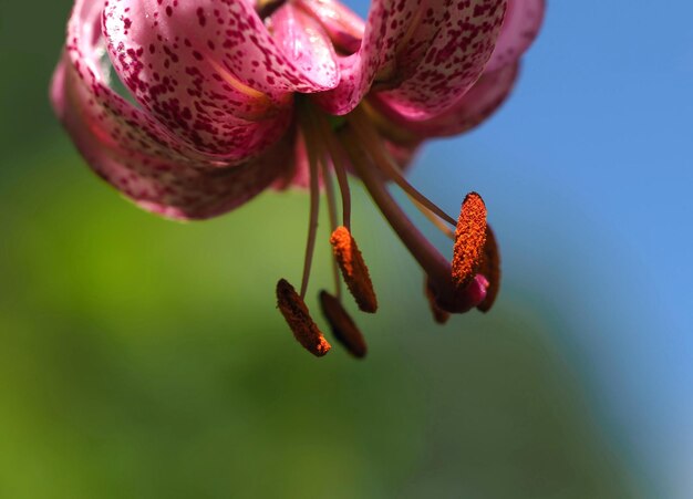 Photo close-up of red flower bud