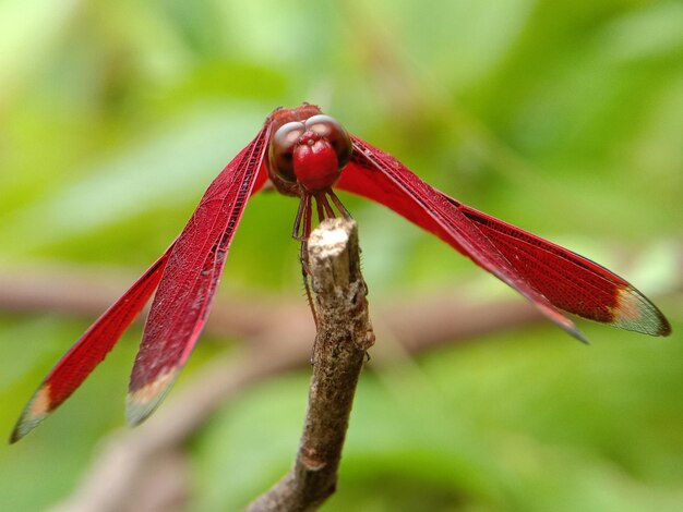 Photo close-up of red flower bud