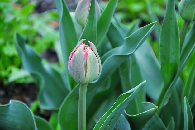 Close-up of red flower buds growing on plant