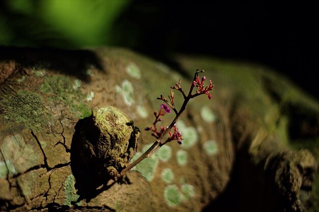 Foto close-up di boccioli di fiori rossi