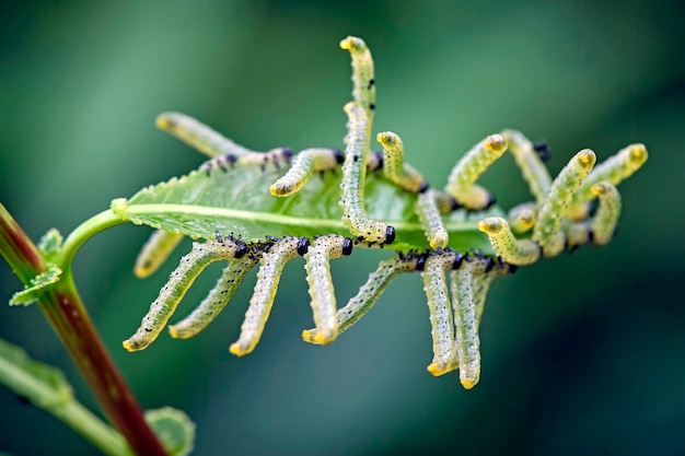 Foto close-up di boccioli di fiori rossi