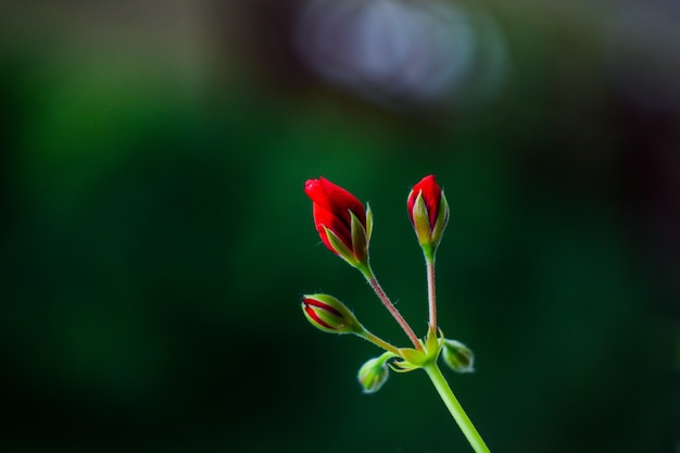 Foto primo piano di un boccioli di fiori rossi