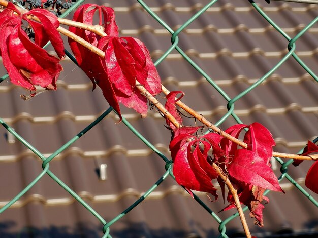 Foto close-up di un fiore rosso sulla recinzione