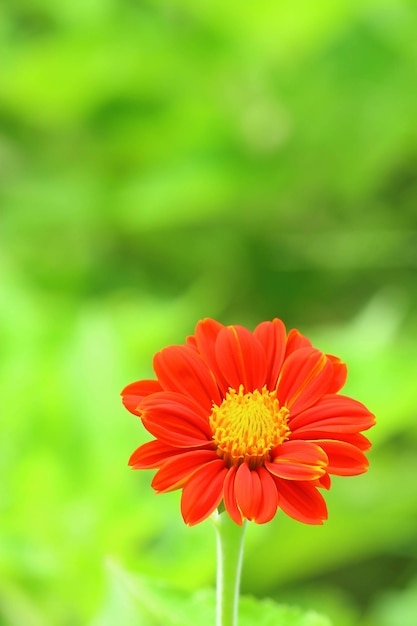 Foto close-up di un fiore rosso sul campo