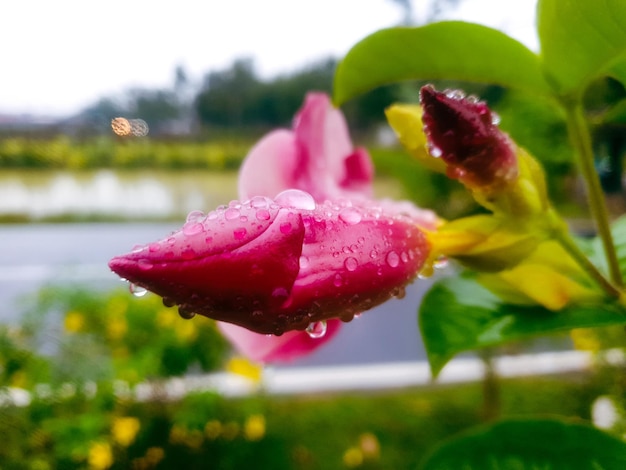 Close up red flower in the flower garden background beautiful\
nature toning spring nature design