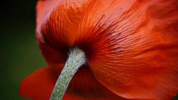 Foto close-up di un fiore rosso che cresce all'aperto