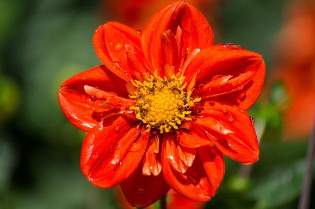 Foto close-up di un fiore rosso che cresce all'aperto