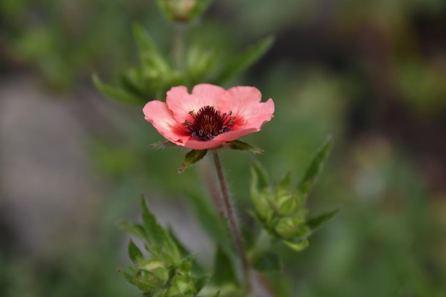 Foto close-up del fiore rosso che cresce sulla pianta